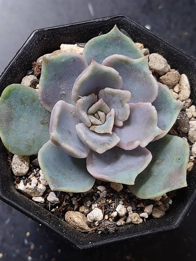 Amazon.co.jp: 多肉植物 韓国苗 ヴァンパイア錦 : おもちゃ